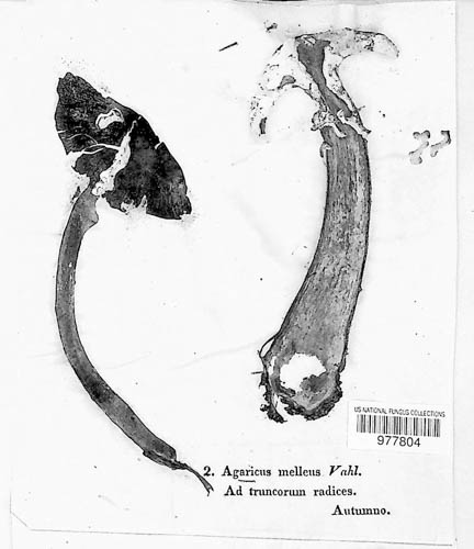 Physalacriaceae image